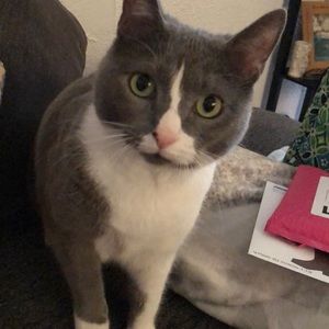 Meet your Posher, Amelia